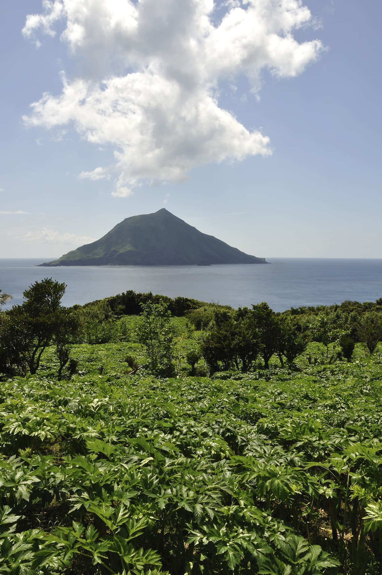 アシタバ 川ばた乃エキス 創業明治15年 アシタバ 川ばた乃エキス 創業明治15年
